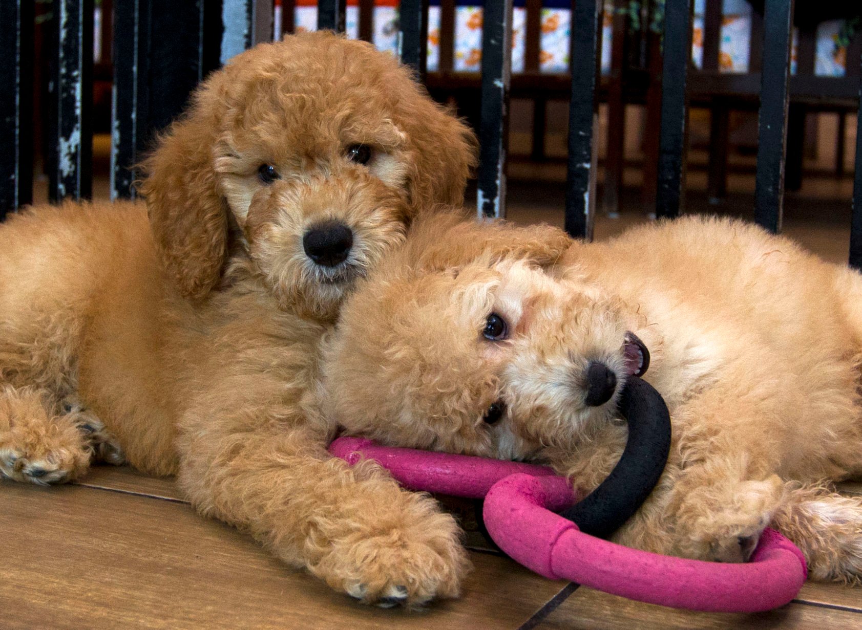 Puppies